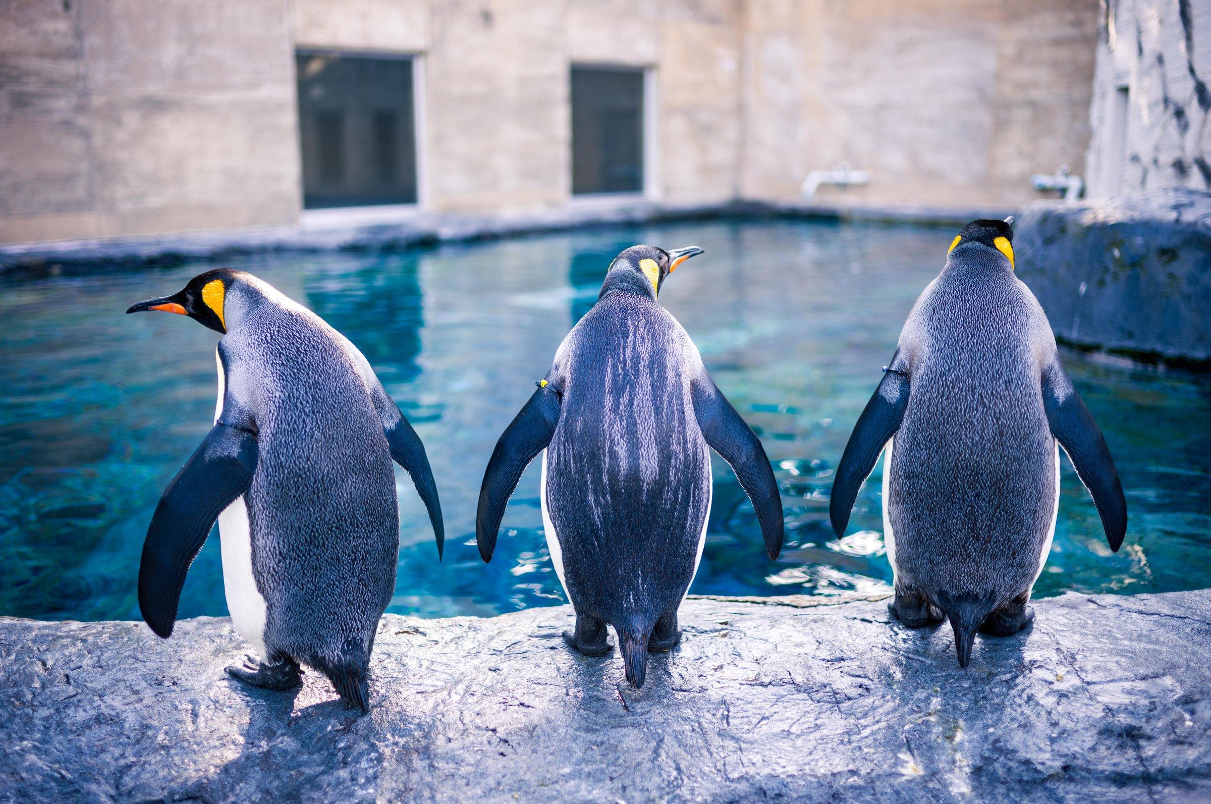 キングペンギン